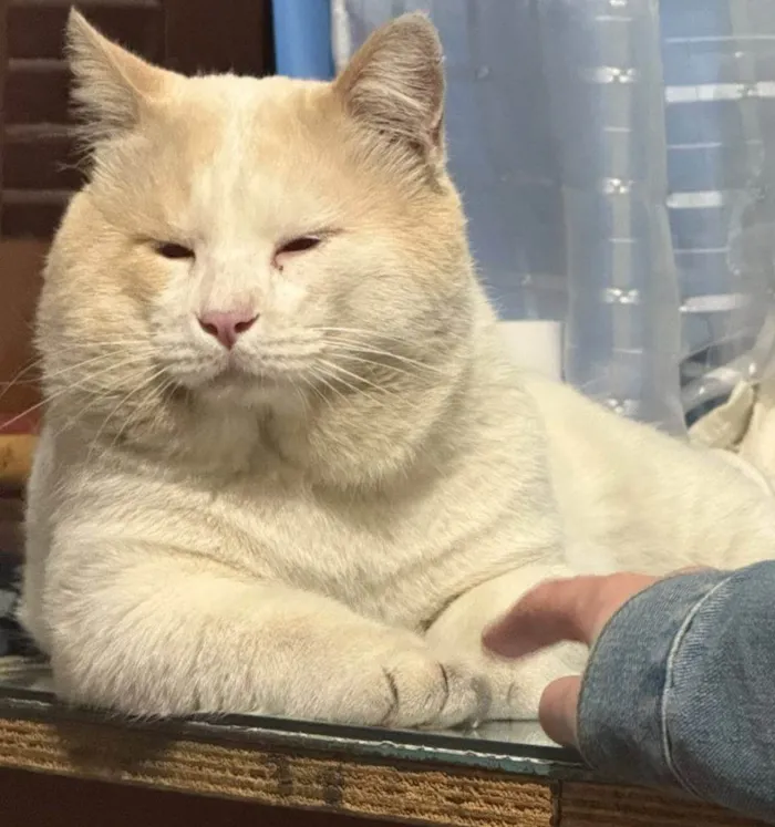 Gato ra a SRD-ViraLata idade 2 a 6 meses nome Adoção Urgente