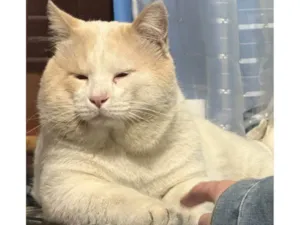 Gato raça SRD-ViraLata idade 2 a 6 meses nome Adoção Urgente