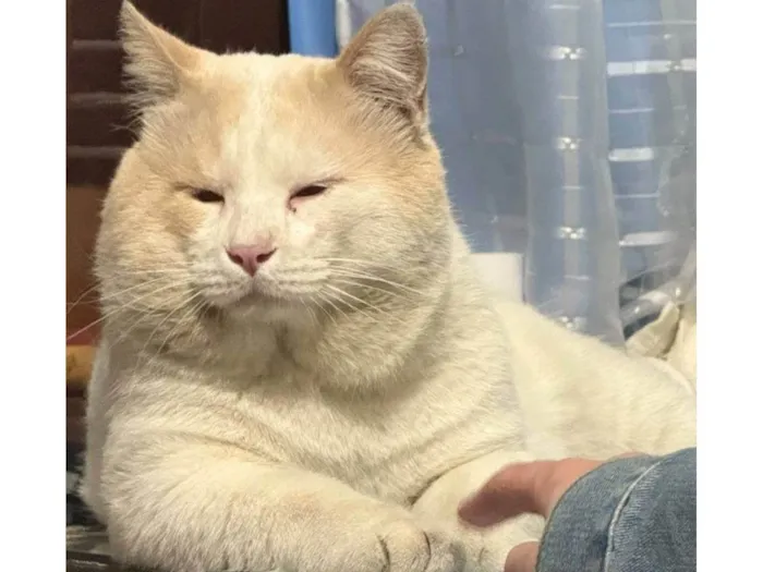 Gato ra a SRD-ViraLata idade 2 a 6 meses nome Adoção Urgente