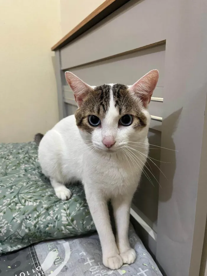 Gato ra a SRD-ViraLata idade 2 a 6 meses nome Adoção Urgente