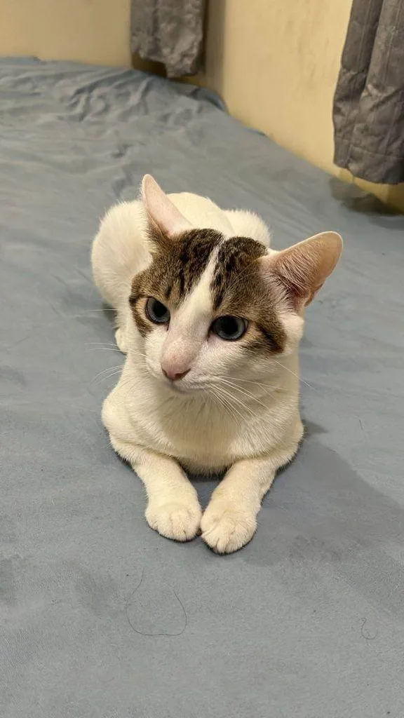Gato ra a SRD-ViraLata idade 2 a 6 meses nome Adoção Urgente