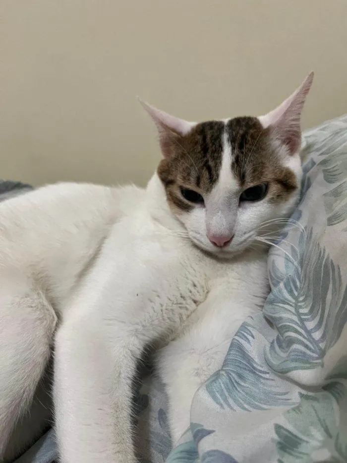 Gato ra a SRD-ViraLata idade 2 a 6 meses nome Adoção Urgente