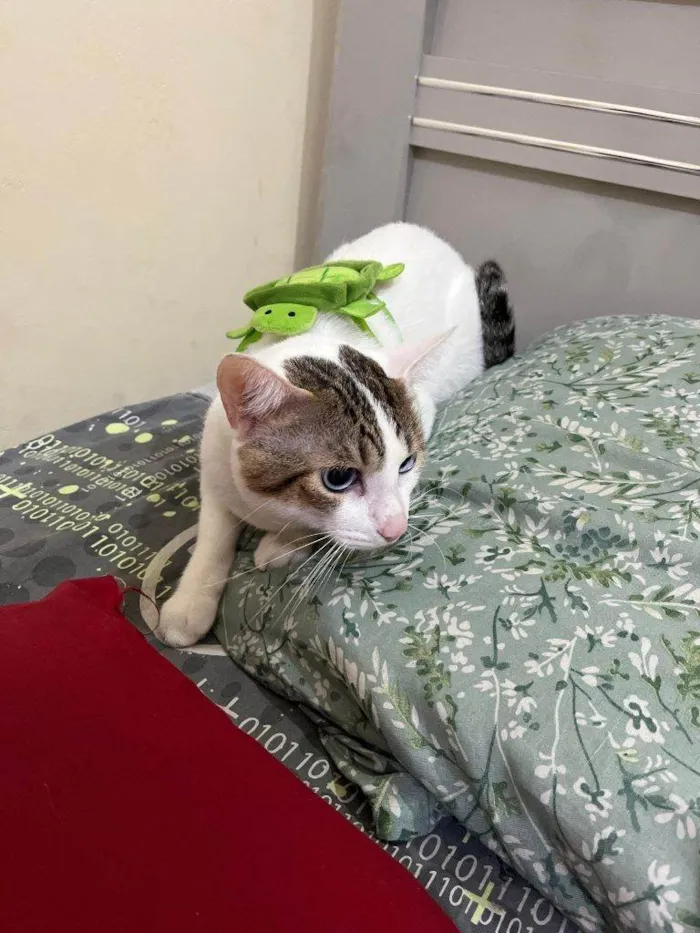 Gato ra a SRD-ViraLata idade 2 a 6 meses nome Adoção Urgente