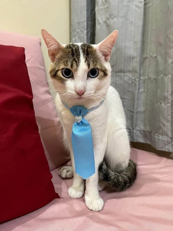 Gato ra a SRD-ViraLata idade 2 a 6 meses nome Adoção Urgente
