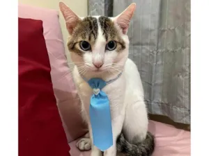 Gato raça SRD-ViraLata idade 2 a 6 meses nome Adoção Urgente