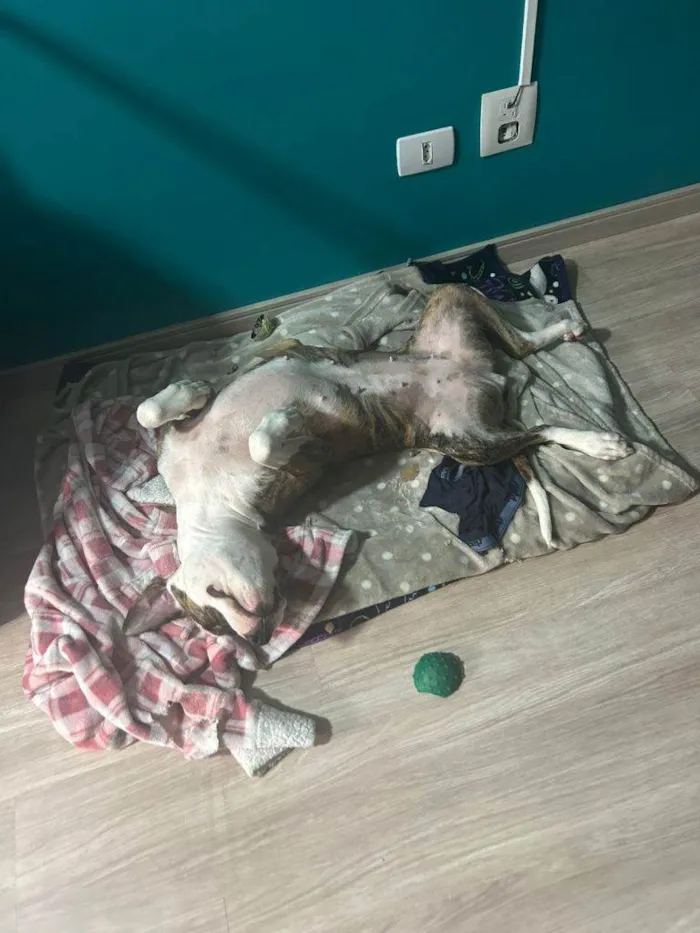 Cachorro ra a SRD-ViraLata idade 7 a 11 meses nome Fêmea Urgente