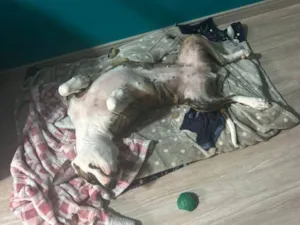 Cachorro raça SRD-ViraLata idade 7 a 11 meses nome Fêmea Urgente