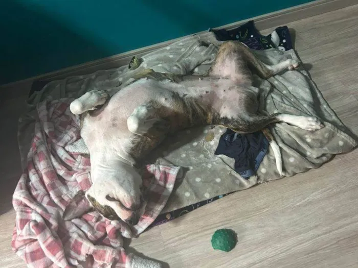 Cachorro ra a SRD-ViraLata idade 7 a 11 meses nome Fêmea Urgente