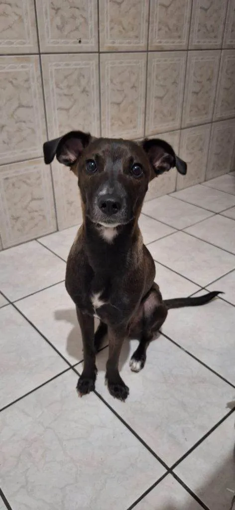 Cachorro ra a SRD-ViraLata idade 2 a 6 meses nome Fêmea Urgente