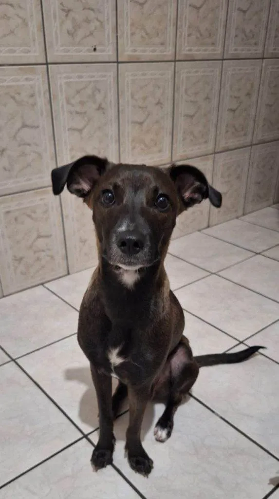 Cachorro ra a SRD-ViraLata idade 2 a 6 meses nome Fêmea Urgente