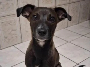 Cachorro raça SRD-ViraLata idade 2 a 6 meses nome Fêmea Urgente