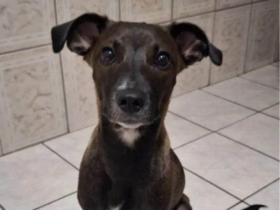 Cachorro ra a SRD-ViraLata idade 2 a 6 meses nome Fêmea Urgente