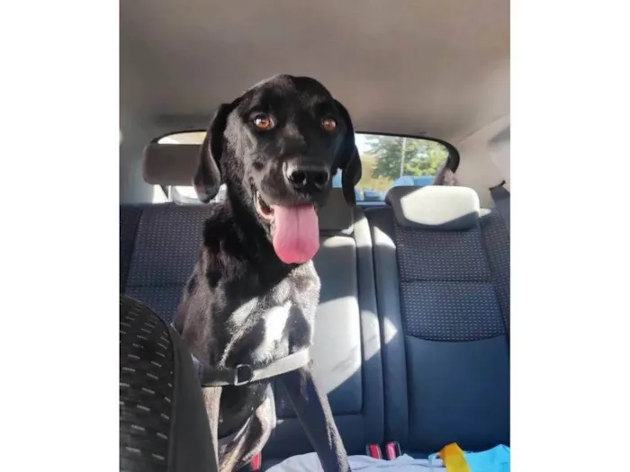 Cachorro ra a SRD-ViraLata idade 7 a 11 meses nome Adoção Urgente