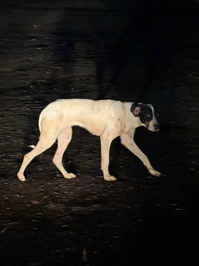 Cachorro ra a SRD-ViraLata idade 1 ano nome Shakira e Sky