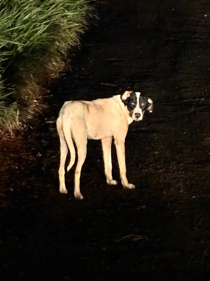 Cachorro ra a SRD-ViraLata idade 1 ano nome Shakira e Sky