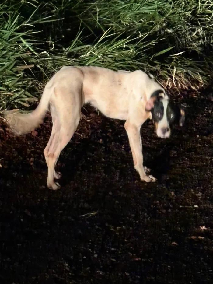 Cachorro ra a SRD-ViraLata idade 1 ano nome Shakira e Sky