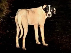 Cachorro raça SRD-ViraLata idade 1 ano nome Shakira e Sky