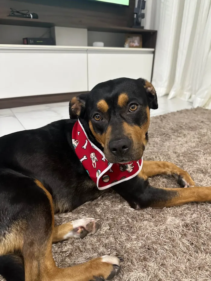 Cachorro ra a Rottweiler idade 2 anos nome Marê 