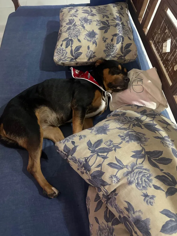 Cachorro ra a Rottweiler idade 2 anos nome Marê 