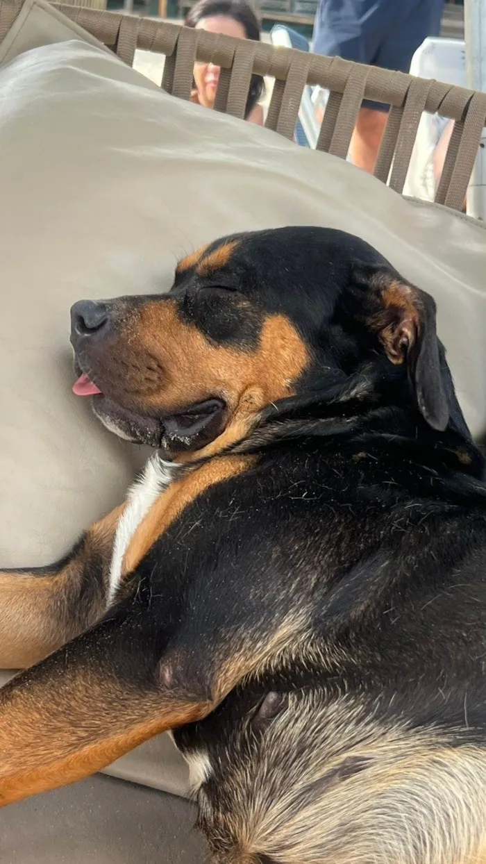 Cachorro ra a Rottweiler idade 2 anos nome Marê 