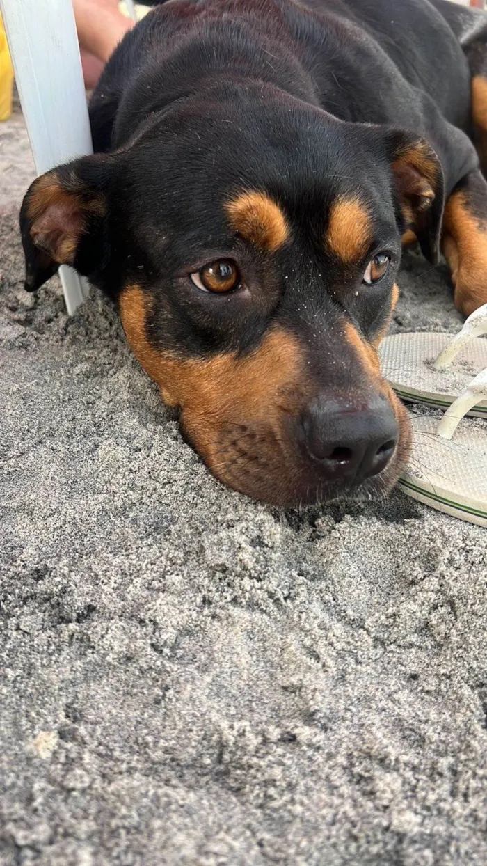 Cachorro ra a Rottweiler idade 2 anos nome Marê 