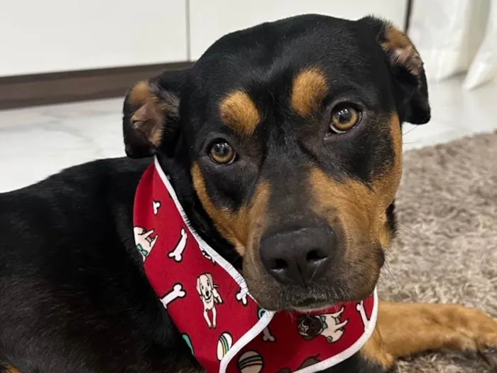 Cachorro ra a Rottweiler idade 2 anos nome Marê 