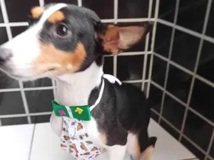 Cachorro raça SRD-ViraLata idade 2 a 6 meses nome ZEN