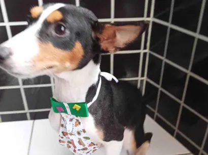 Cachorro raça SRD-ViraLata idade 2 a 6 meses nome ZEN