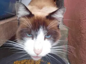 Gato raça SRD-ViraLata idade 1 ano nome Sem nome