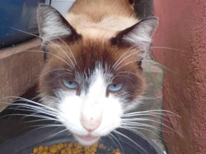 Gato ra a SRD-ViraLata idade 1 ano nome Sem nome