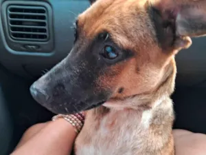 Cachorro raça SRD-ViraLata idade 1 ano nome REX