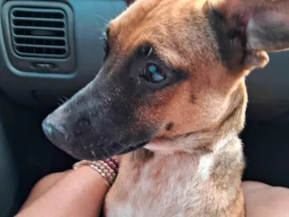Cachorro raça SRD-ViraLata idade 1 ano nome REX