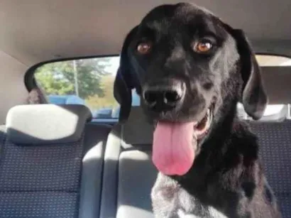 Cachorro raça SRD-ViraLata idade 7 a 11 meses nome Adoção Urgente