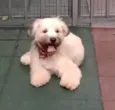 Bolotinha 