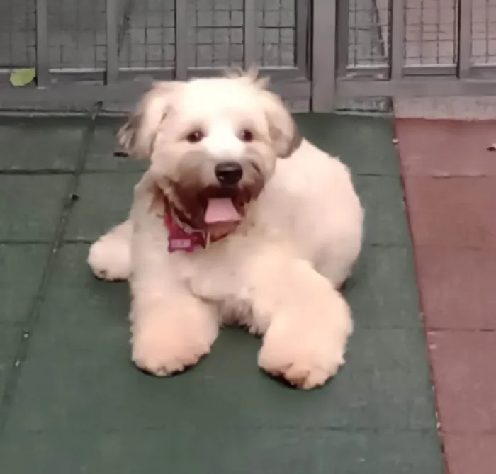 Cachorro ra a SRD-ViraLata idade 7 a 11 meses nome Bolotinha 