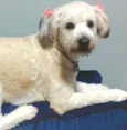 Bolotinha 