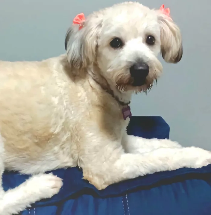 Cachorro ra a SRD-ViraLata idade 7 a 11 meses nome Bolotinha 