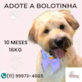 Bolotinha 