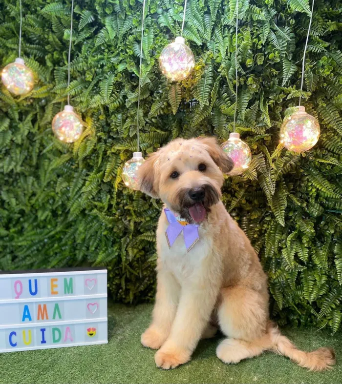 Cachorro ra a SRD-ViraLata idade 7 a 11 meses nome Bolotinha 