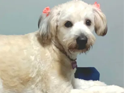 Cachorro raça SRD-ViraLata idade 7 a 11 meses nome Bolotinha 