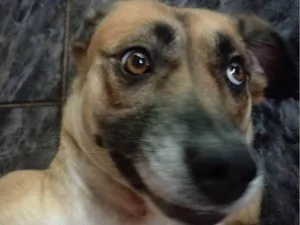 Cachorro raça SRD-ViraLata idade 3 anos nome Ravena 