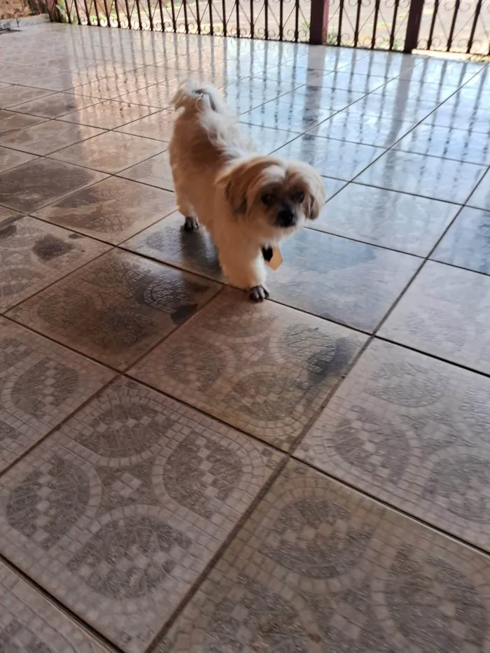Cachorro ra a Shitzu idade 6 ou mais anos nome BIL