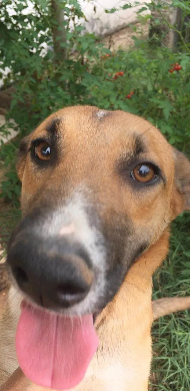 Cachorro ra a Border Collie idade 2 anos nome Menininho