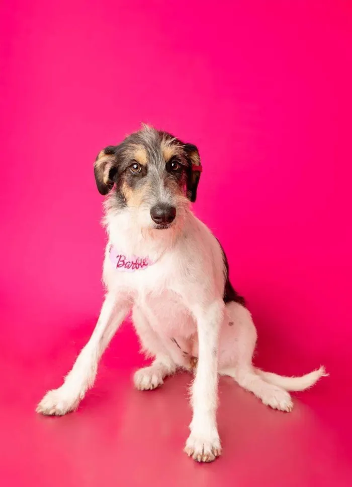 Cachorro ra a SRD-ViraLata idade 1 ano nome Nina 