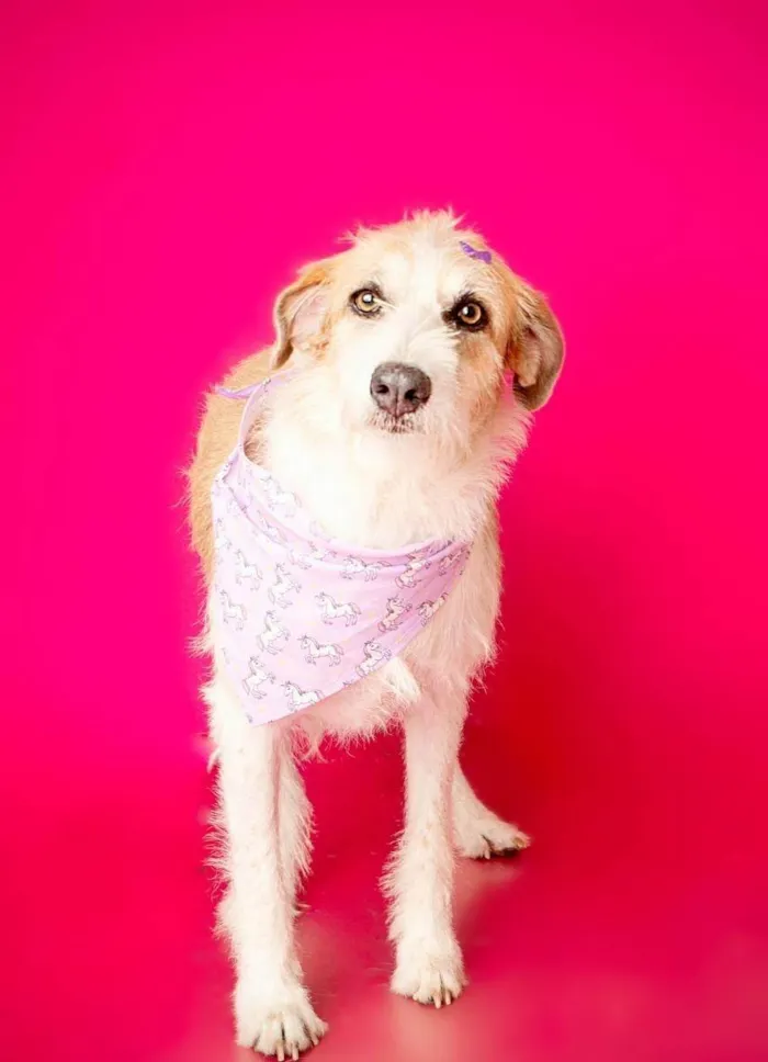 Cachorro ra a SRD-ViraLata idade 2 anos nome Emy 