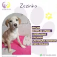 Zezinho 
