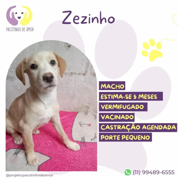 Cachorro ra a SRD-ViraLata idade 2 a 6 meses nome Zezinho 