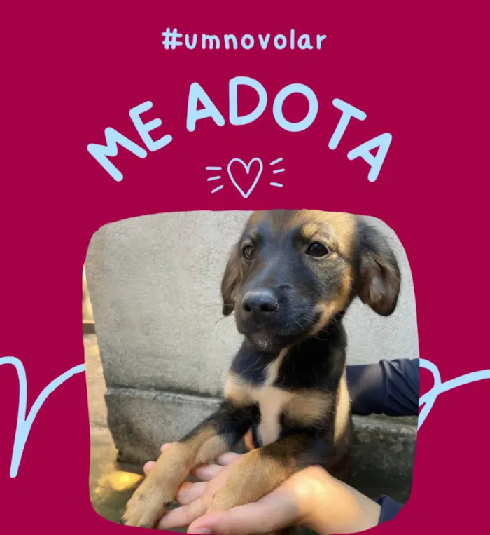 Cachorro ra a Shitzu idade 2 a 6 meses nome Florzinha