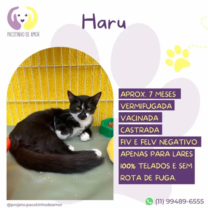 Gato ra a SRD-ViraLata idade 2 a 6 meses nome Haru