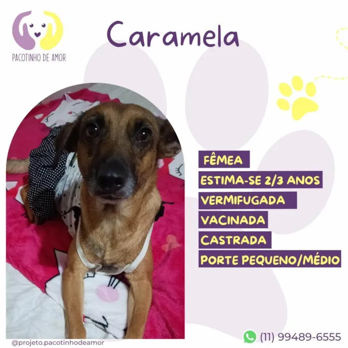 Cachorro ra a SRD-ViraLata idade 2 anos nome Caramela